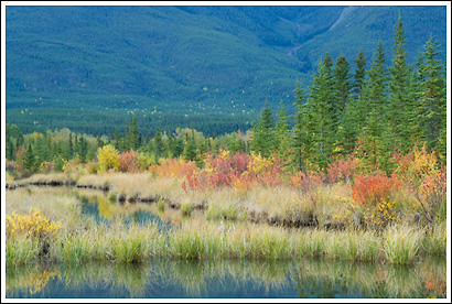 Fall Colors, Banff National Park, Alberta, Canada.