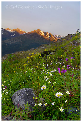 Wildflowers in bloom in the Chugach Mountains, Wrangell St. Elias National Park, Alaska.