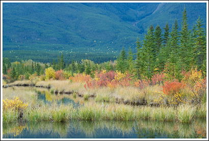 Boreal forest, Banff National Park, Alberta, Canada.