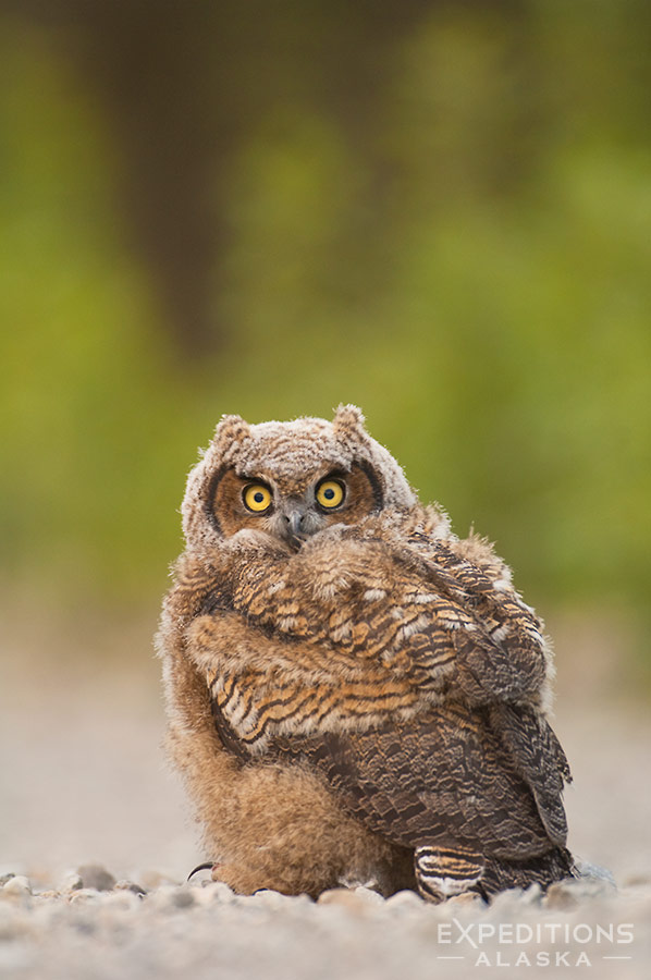 Great Horned Owlet, or chick, in Wrangell-St. Elias National Park.