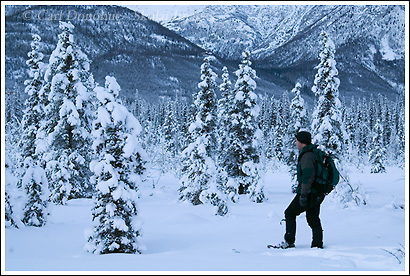 Snowshoeing, winter, in the boreal spruce forest, Wrangell-St. Elias National Park, Alaska.