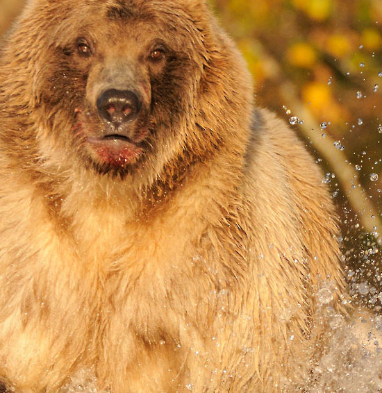 Alaska brown bear charging, Katmai National Park, Alaska.