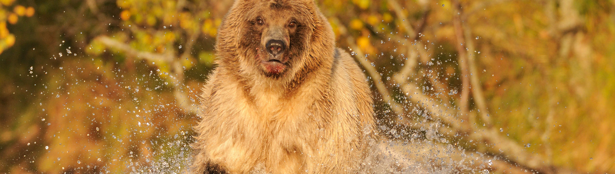 Alaska brown bear charging, Katmai National Park, Alaska.