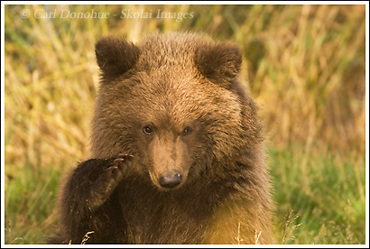 Grizzly bear cub photo, Katmai National Park, Alaska.