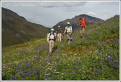 Backpackers hiking through field of wildflowers in the Chugach mountains, between Bremner Mines and Tebay Lakes, along the Klu River valley, Wrangell-St. Elias National Park, Alaska.