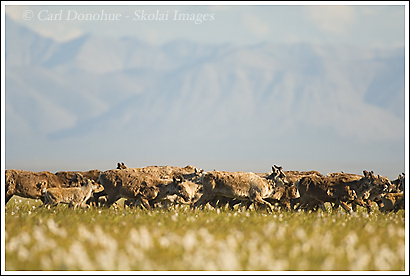 Caribou herd migrate across the coastal plain of the Arctic National Wildlife Refuge, ANWR, Alaska.