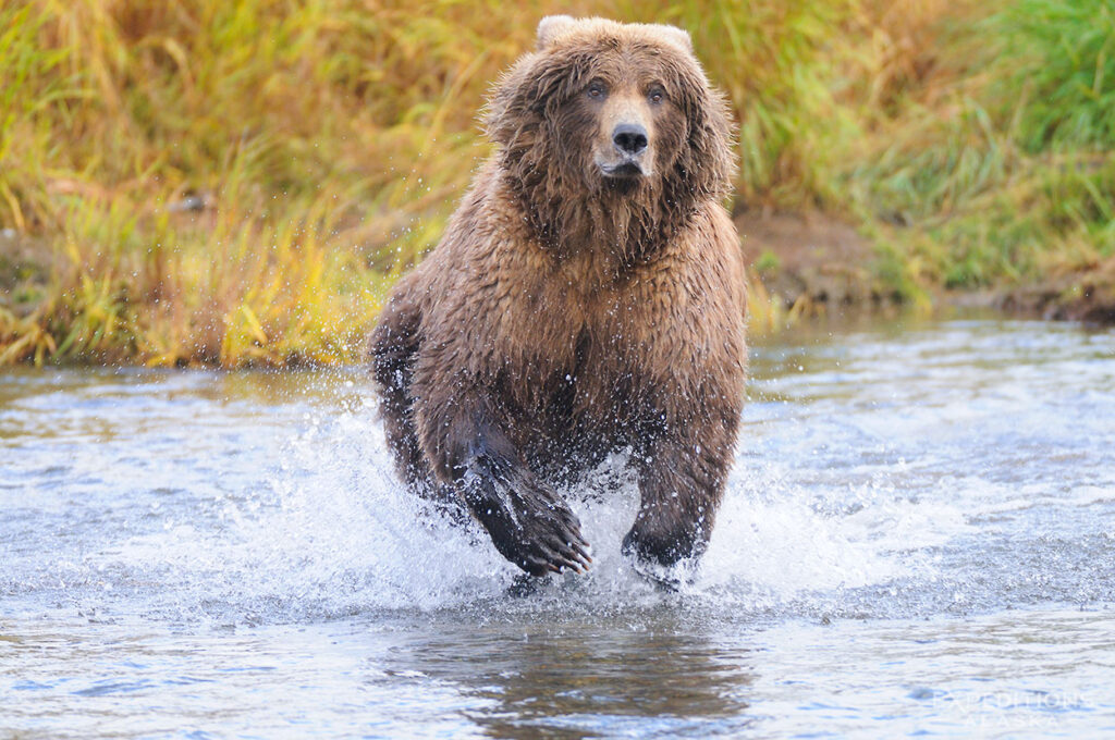 Grizzly bear chasing sockeye salmon in stream, Katmai National Park, Alaska fall photography