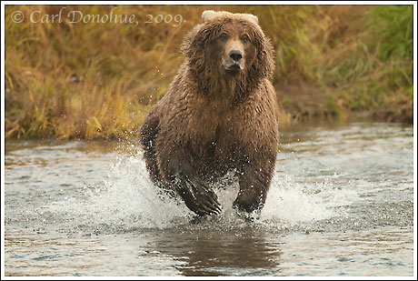 A grizzly bear chases Sockeye Salmon through a stream, Katmai National Park, Alaska.