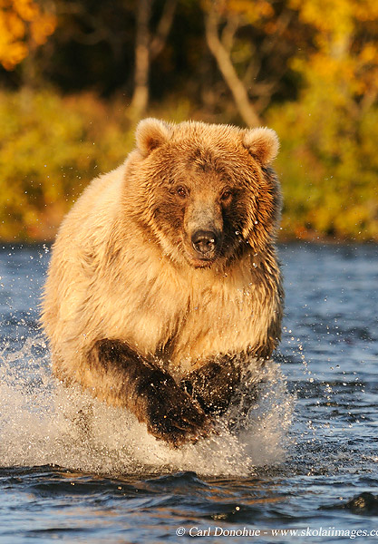 A grizzly bear charges up the river chasing spawning Sockeye Salmon, Katmai National Park and Preserve, Alaska.