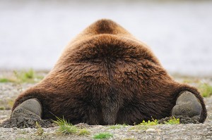 A rear view of a grizzly bear, prostrate on the ground, napping. Katmai National Park and preserve, Alaska.