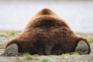 A rear View of a Grizzly Bear. A rear view of a grizzly bear, prostrate on the ground, napping. Katmai National Park and preserve, Alaska.