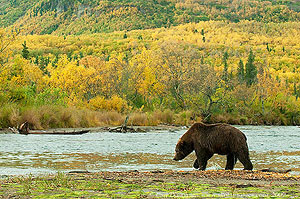 A grizzly bear stands beside the river, fall color behind him, Katmai National Park and Preserve, Alaska.