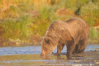 Grizzly bear taking a drink in morning light drinking grizzly bear