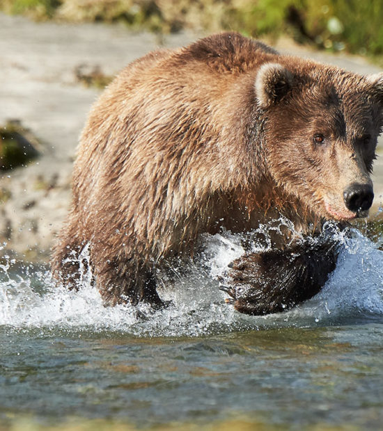 An Alaska brown bear chasing salmon Katmai National Park.