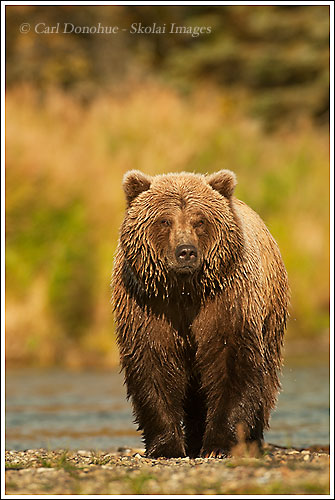 A grizzly bear approaching along Brooks River, Katmai National Park and Preserve, Alaska.