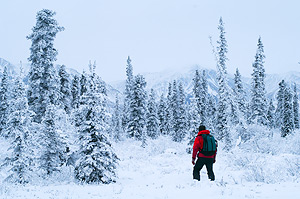 Winter travel through the boreal forest, in Wrangell-St. Elias National Park and Preserve. A man hikes on snowshoes through the snow-covered taiga, white spruce forest in winter.