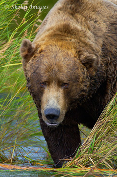 A large male adult grizzly bear, mature boar, Katmai National Park and Preserve, Alaska