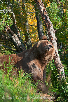 Grizzly bear rubbing on a tree, Katmai National Park, Alaska.