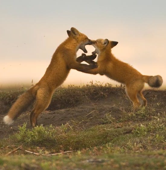 Canning River trips ANWR Arctic National Wildlife Refuge red foxes Alaska.