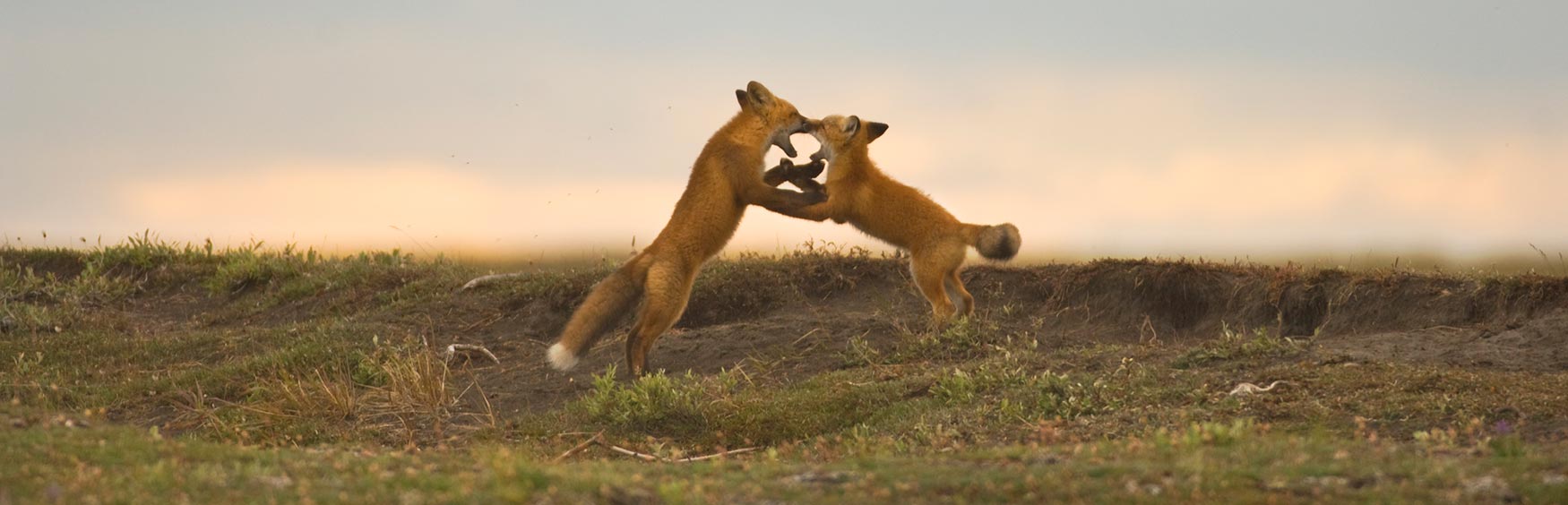 Canning River trips ANWR Arctic National Wildlife Refuge red foxes Alaska.