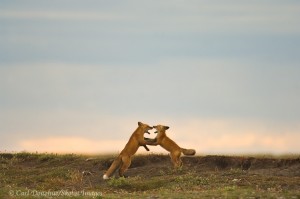 Red fox kits (Vulpes vulpes), ANWR, Alaska.