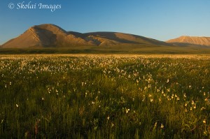 Brooks Range meets the coastal plain, Brooks Mountain Range foothills, Arctic National Wildlife Refuge, ANWR, Alaska.