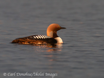 A pacific loon swimming on a pond on the coastal plain, in the Arctic National Wildlife Refuge, ANWR, Alaska. Waterfowl migrate thousands of miles to nest and breed and feed on the rich coastal plain of the Refuge in summer. (Gavia pacifica)