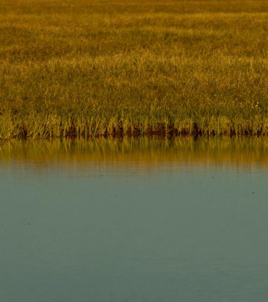 ANWR rafting trips Arctic National Wildlife Refuge Canning River Tundra swan Alaska.