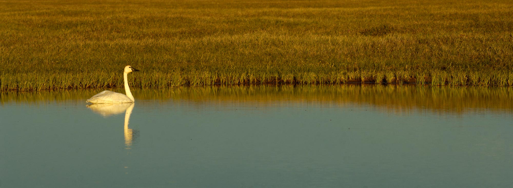 ANWR rafting trips Arctic National Wildlife Refuge Canning River Tundra swan Alaska.