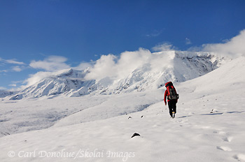 A backpacker sets out on a trek toward Mt Jarvis, in fresh fall snow, Wrangell - St. Elias National Park and Preserve, Alaska.