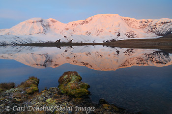 Wrangell-St. Elias National Park and Preserve is home to the Wrangell Mountains. Mt Jarvis, 13 421' high, stands east of Mt Wrangell, and catches the first light of the day. Early morning (pre-dawn) alpenglow reflection in a high alpine tarn, Wrangell-St. Elias National Park and Preserve, Alaska.