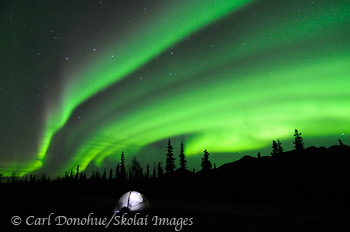 The aurora borealis (northern lights) light up the night sky above a tent. Campsite in the Mentasta Mountains, boreal forest, Wrangell-St. Elias National Park and Preserve, Alaska.