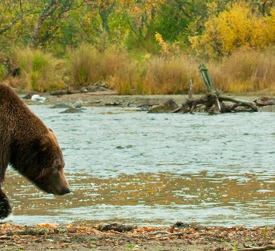 Brown bear and fall color Katmai Park, Alaska.