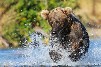 A female brown bear (grizzly bear, Ursus arctos) chases Sockeye Salmon up Brooks River. Katmai National Park and Preserve, Alaska.