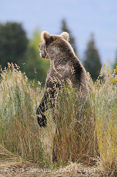 A grizzly bear standing, back turned, mouth open, in long grass, Katmai National Park and Preserve, Alaska.