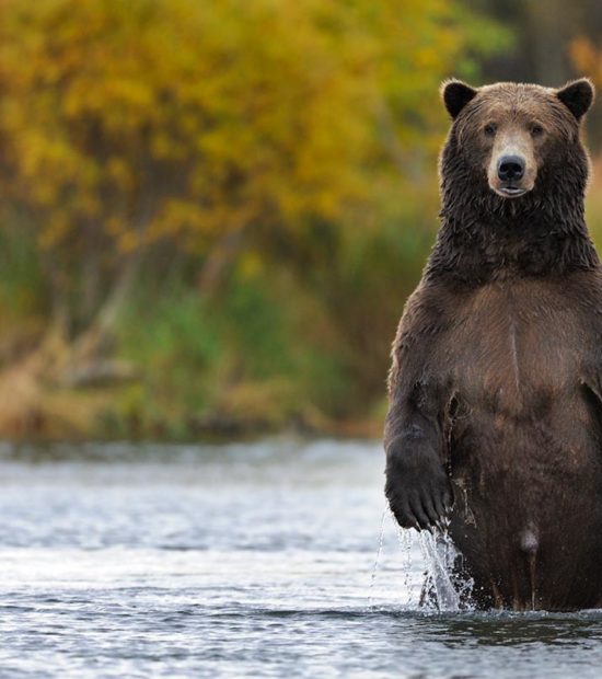 Katmai National Park brown bear male standing. Alaska bears.