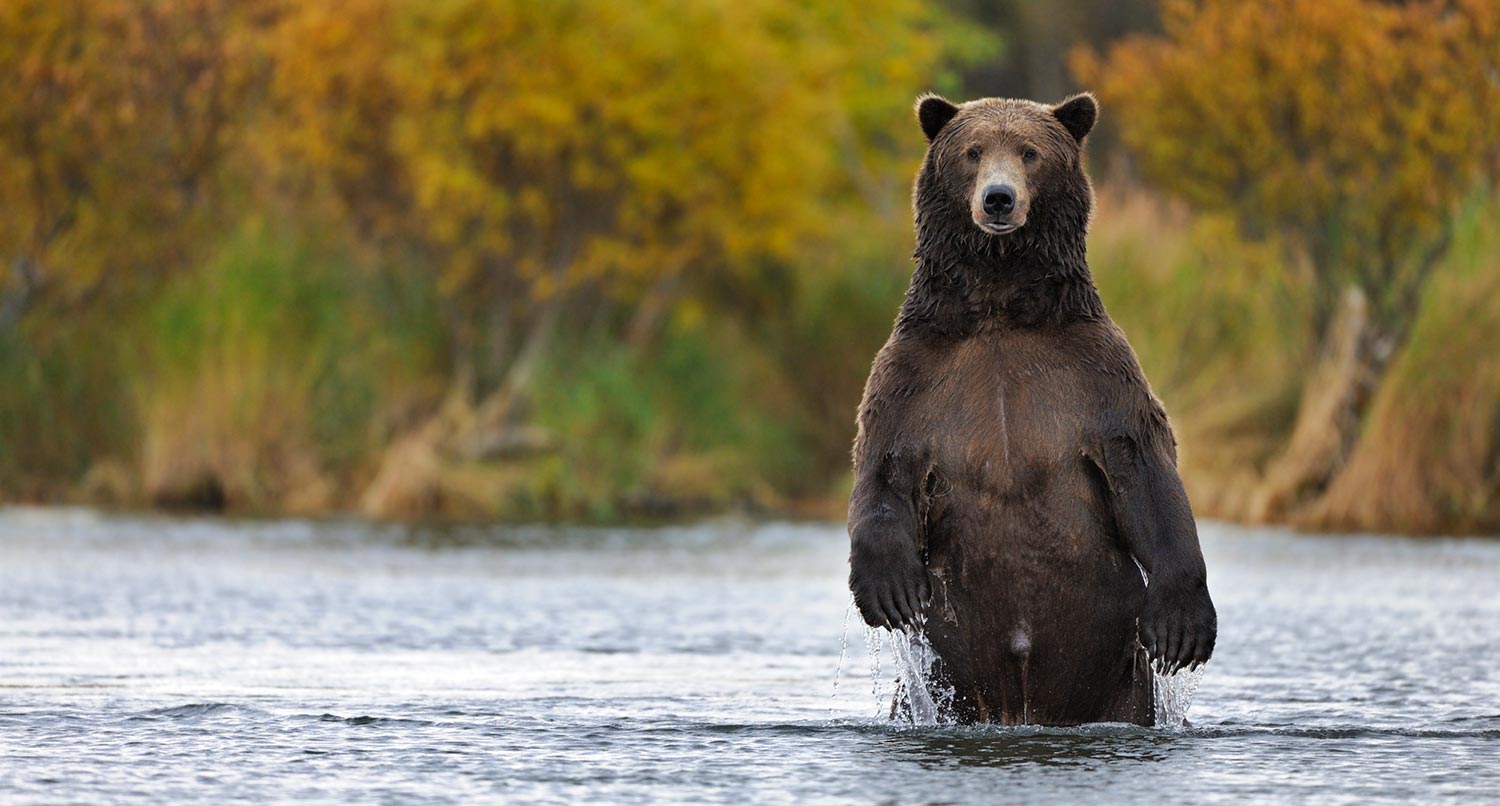 Katmai National Park brown bear male standing. Alaska bears.