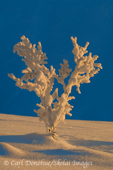 Fresh winter snow covers a young willow sapling, Wrangell Mountains, Wrangell-St. Elias National Park and Preserve, Alaska.