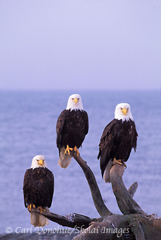 Bald Eagle Portrait, Homer, Alaska.
