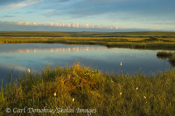 Cotton grass and a small kettle pond, ANWR, Alaska.