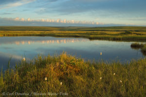 Coastal plain, near the Canning River, Section 1002, Arctic national Wildlife Refuge, ANWR, Alaska