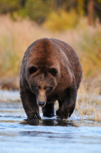 Grizzly bear (Ursus arctos) boar walking up a river, approaching, Katmai National Park and Preserve, Alaska.