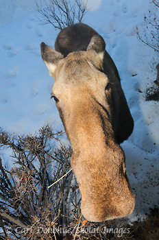 A cow moose stands outside the house in Anchorage, Winter, Alaska. (Alces alces)