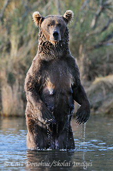 Standing brown bear sow, Katmai National Park, Alaska.