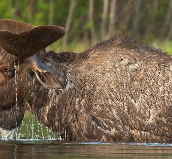 Bull moose in Wrangell-St. Elias National Park, Alaska.