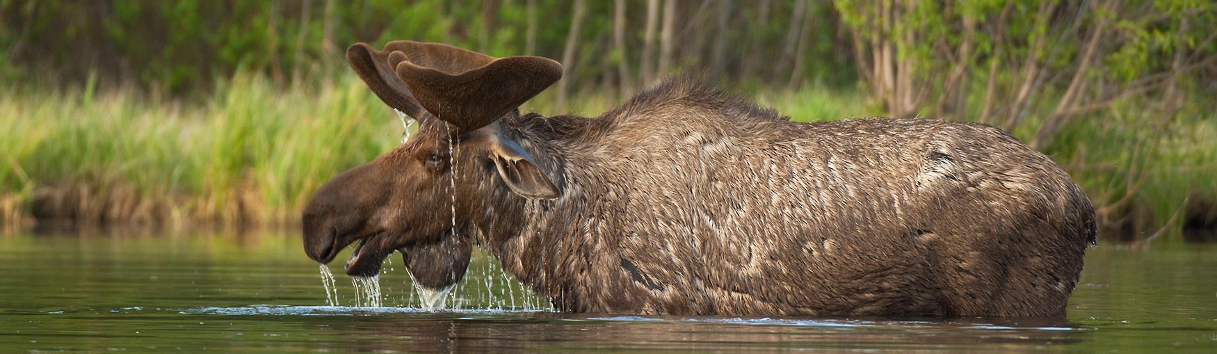 Bull moose in Wrangell-St. Elias National Park, Alaska.