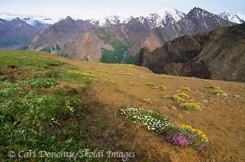 One-flowered cinquefoil, University Range, Wrangell-St. Elias National Park and Preserve, Alaska.