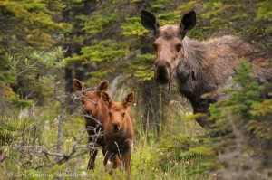 Moose cow and 2 calves, standing in the boreal spruce forest, Wrangell-St. Elias National Park and Preserve, Alaska.