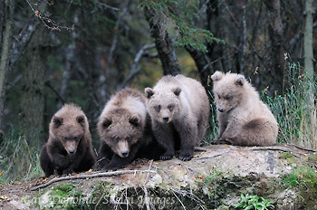 4 grizzly bear cubs, Katmai National Park, Alaska.