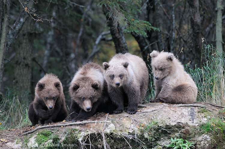 4 grizzly bear cubs Katmai National Park, Alaska.